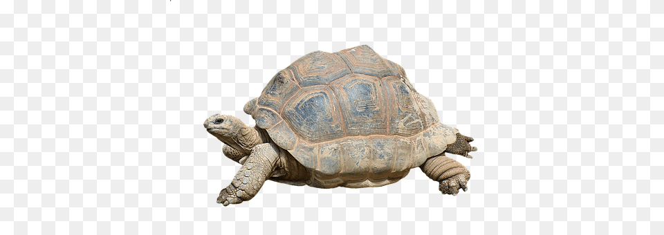 Turtle Animal, Reptile, Sea Life, Tortoise Free Transparent Png