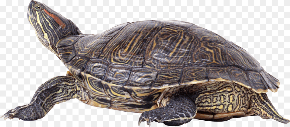 Turtle, Animal, Reptile, Sea Life, Tortoise Png