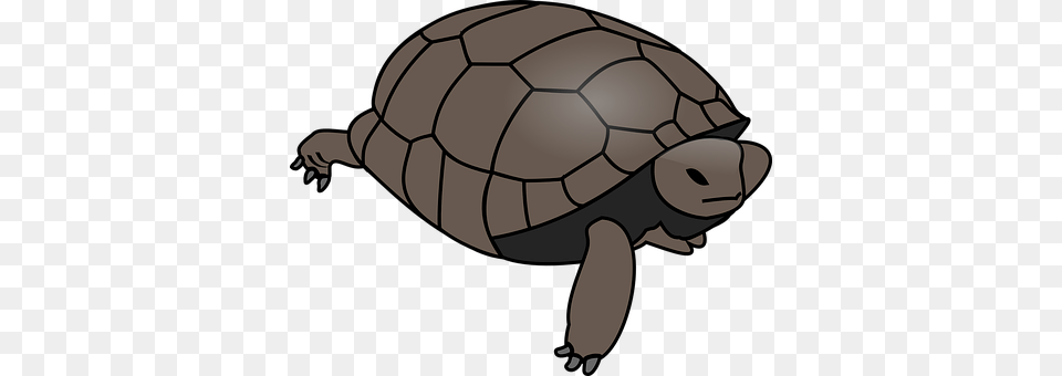 Turtle Animal, Reptile, Sea Life, Tortoise Free Transparent Png