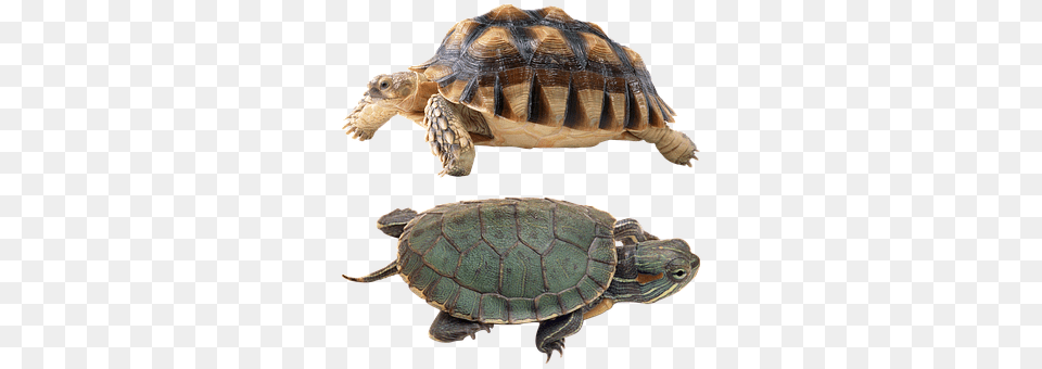 Turtle Animal, Reptile, Sea Life, Tortoise Free Transparent Png