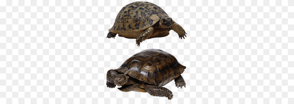 Turtle Animal, Reptile, Sea Life, Box Turtle Free Png