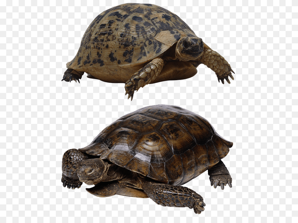 Turtle Animal, Reptile, Sea Life, Tortoise Free Transparent Png