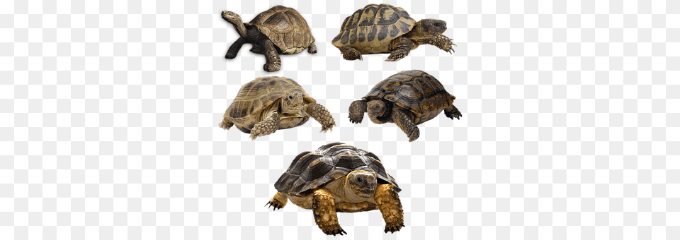 Turtle Animal, Reptile, Sea Life, Tortoise Free Png Download