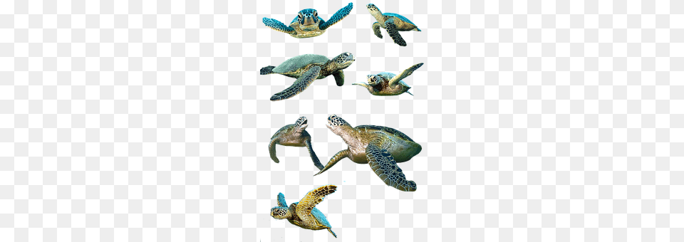 Turtle Animal, Reptile, Sea Life, Sea Turtle Png Image