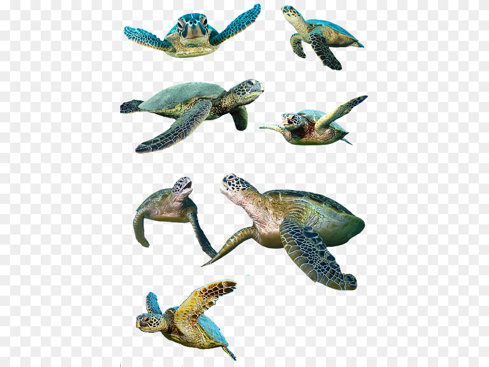 Turtle Animal, Reptile, Sea Life, Sea Turtle Free Transparent Png