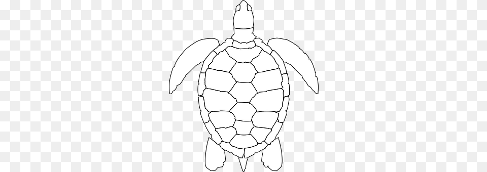 Turtle Tortoise, Sea Turtle, Sea Life, Reptile Png