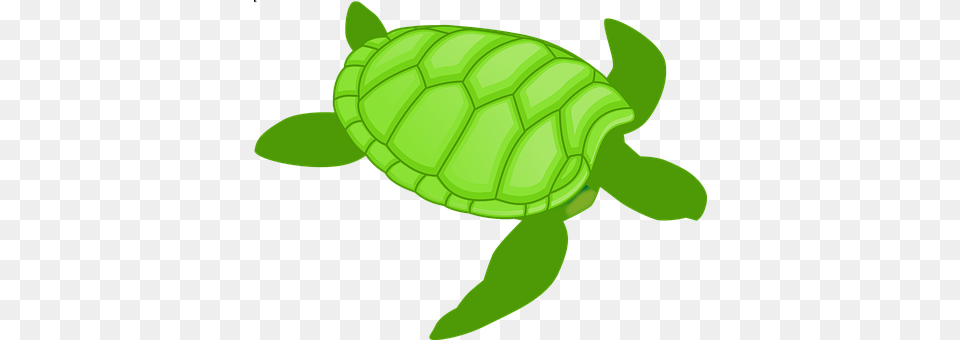 Turtle Animal, Reptile, Sea Life, Tortoise Png