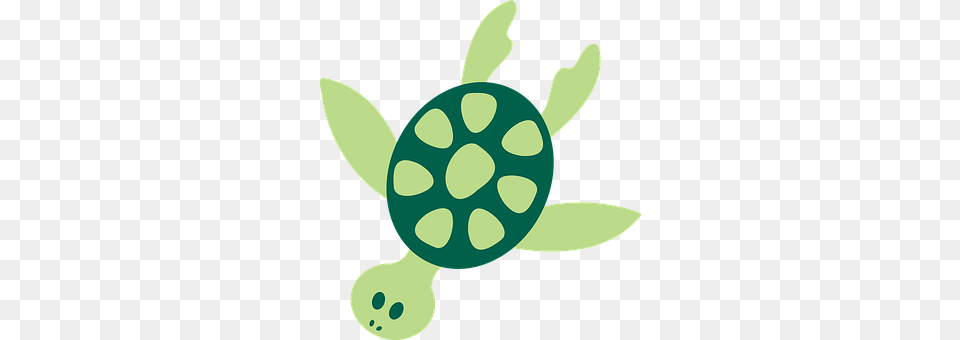 Turtle Animal, Reptile, Sea Life, Tortoise Free Png