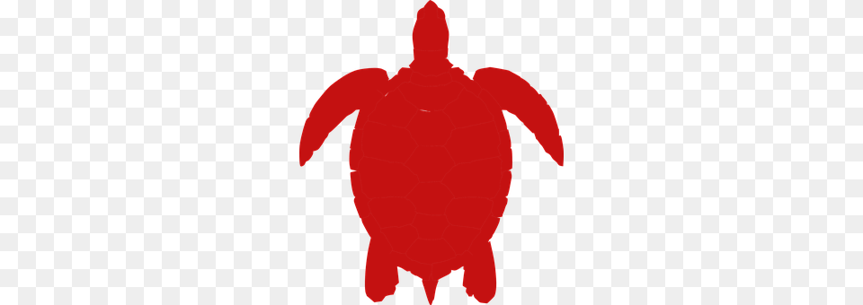 Turtle Person, Animal, Sea Life Free Transparent Png