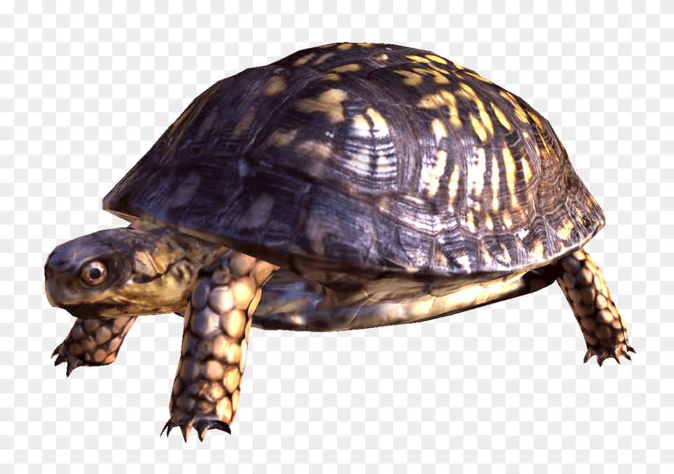 Turtle, Animal, Box Turtle, Reptile, Sea Life Free Transparent Png
