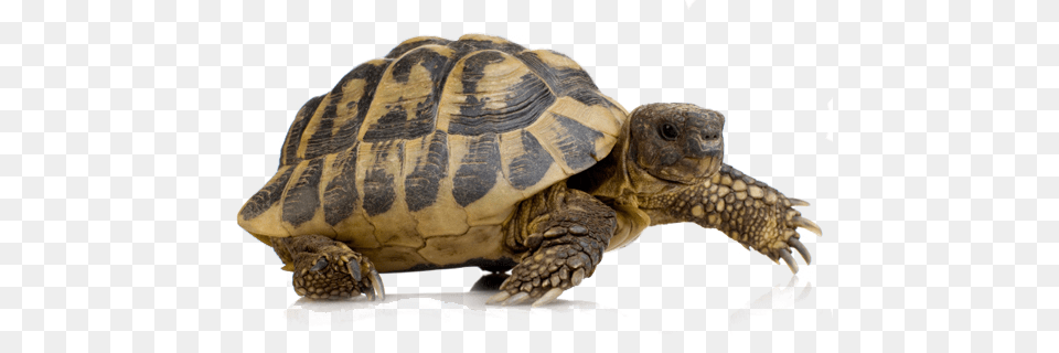 Turtle, Animal, Reptile, Sea Life, Tortoise Free Png