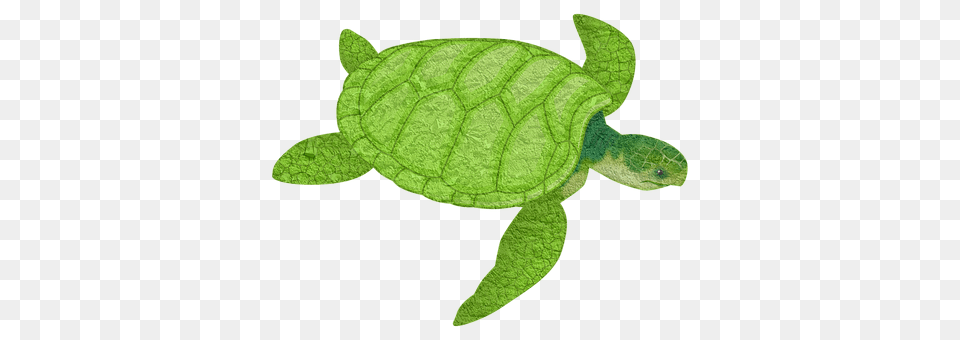 Turtle Animal, Reptile, Sea Life, Sea Turtle Png Image