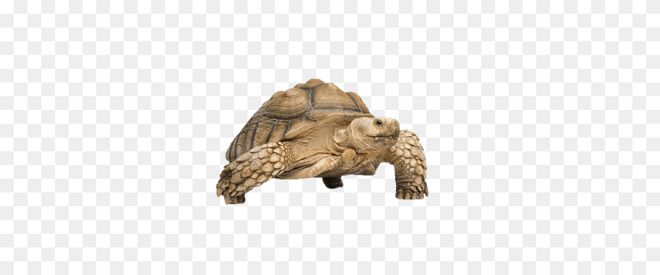 Turtle, Animal, Reptile, Sea Life, Tortoise Free Png