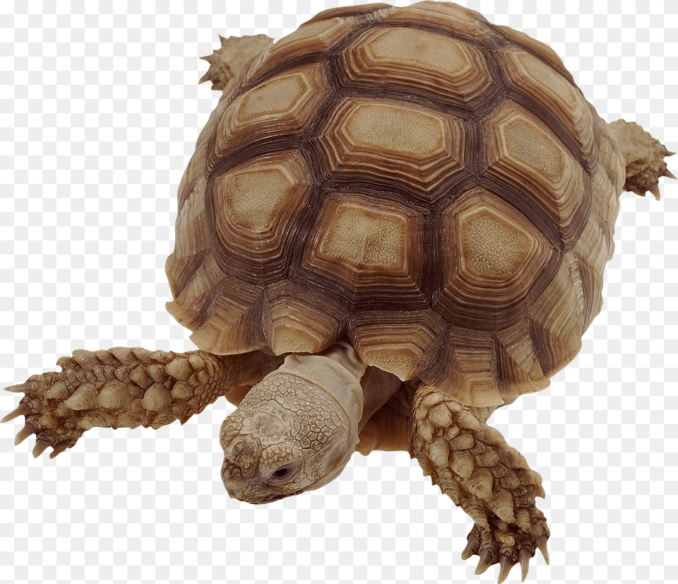 Turtle, Animal, Reptile, Sea Life, Tortoise Png Image