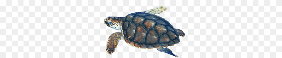 Turtle, Animal, Reptile, Sea Life, Sea Turtle Free Png Download