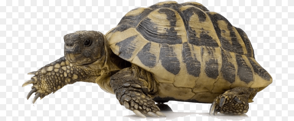 Turtle, Animal, Reptile, Sea Life, Tortoise Png