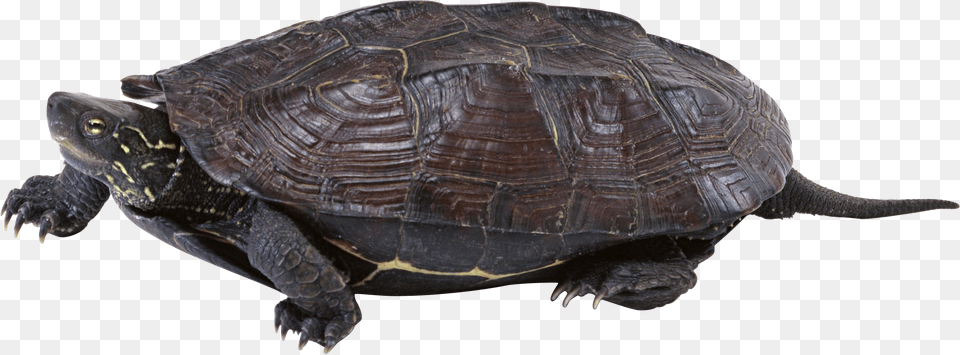 Turtle, Animal, Reptile, Sea Life, Box Turtle Png Image