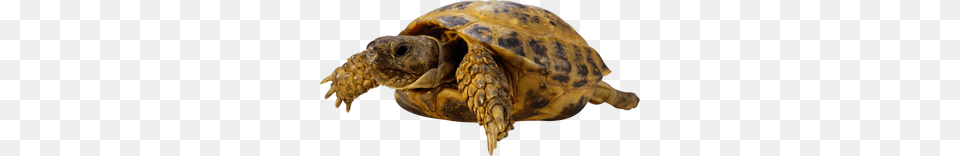 Turtle, Animal, Reptile, Sea Life, Tortoise Free Png Download