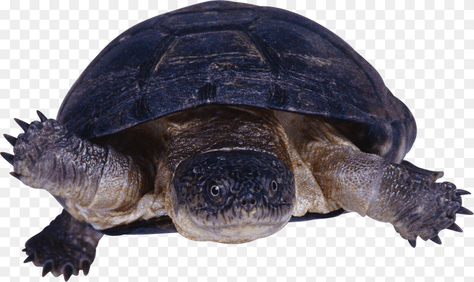 Turtle Free Transparent Png