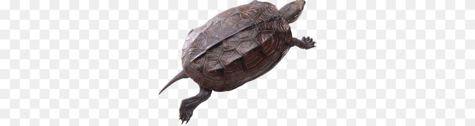 Turtle, Animal, Reptile, Sea Life, Tortoise Free Png