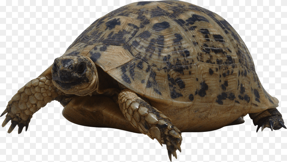 Turtle Free Png