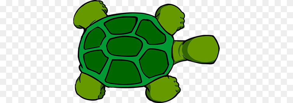 Turtle Animal, Reptile, Sea Life, Tortoise Png Image