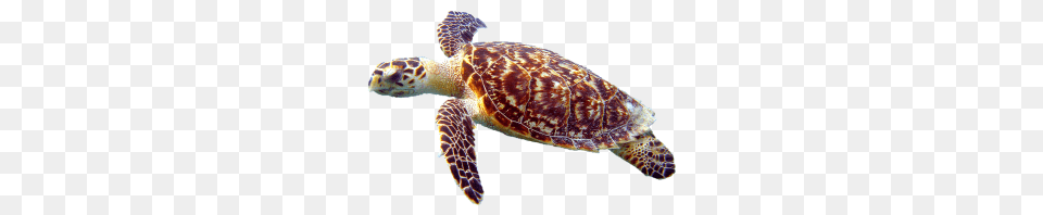 Turtle, Animal, Reptile, Sea Life, Sea Turtle Free Png Download