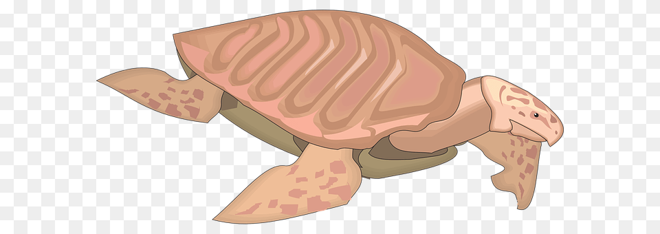 Turtle Animal, Reptile, Sea Life, Tortoise Free Transparent Png