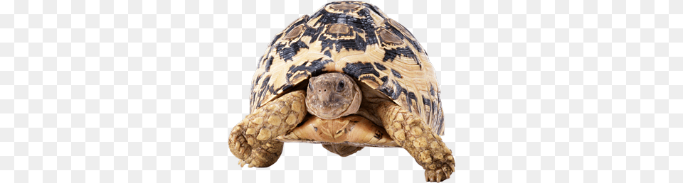 Turtle, Animal, Reptile, Sea Life, Tortoise Png