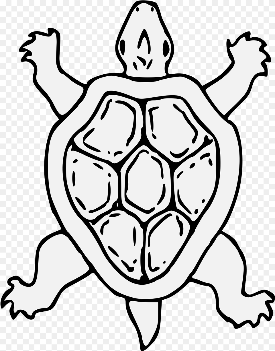 Turtle, Baby, Person, Animal, Face Png Image