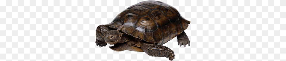 Turtle, Animal, Reptile, Sea Life, Tortoise Free Png Download