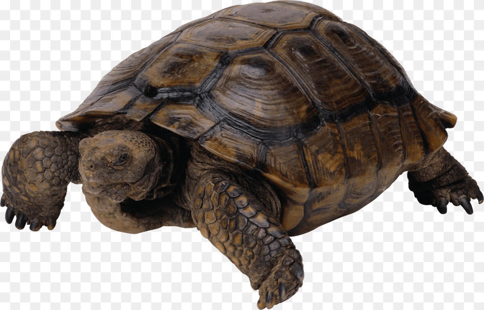 Turtle, Animal, Reptile, Sea Life, Tortoise Png