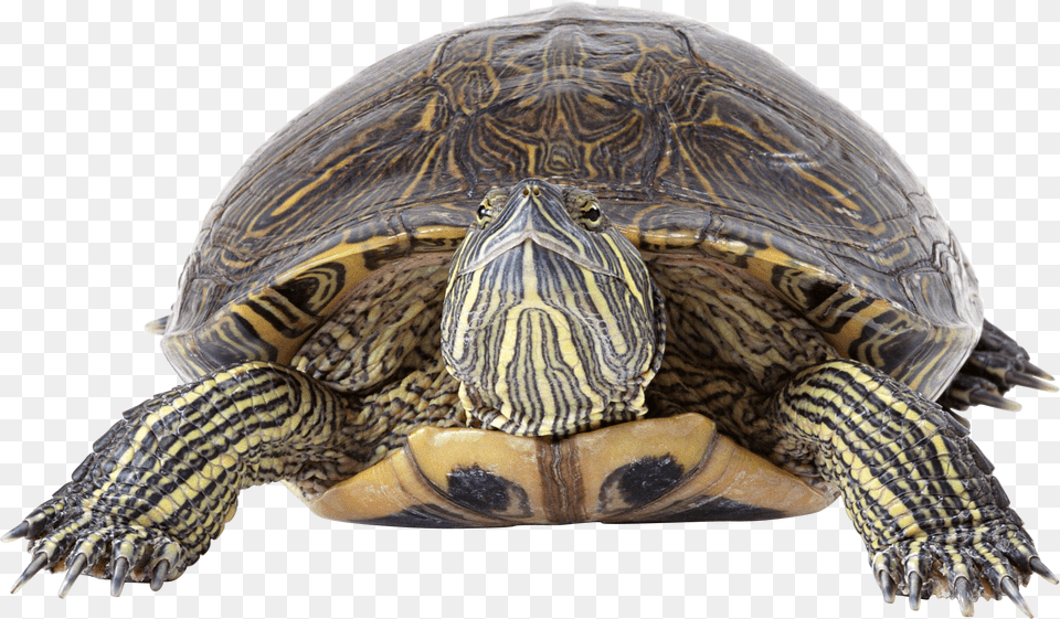 Turtle, Animal, Reptile, Sea Life, Box Turtle Free Transparent Png