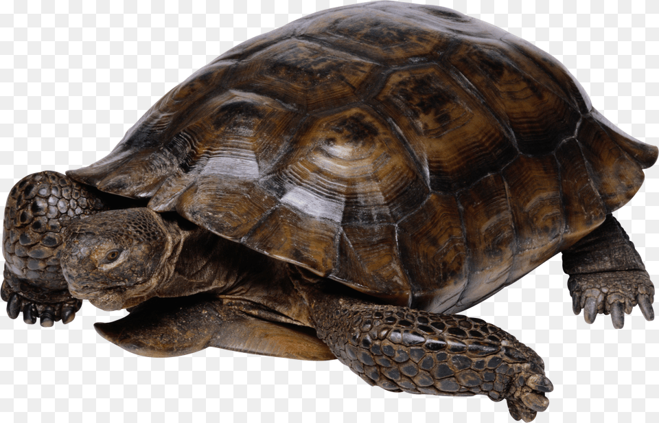Turtle Free Png
