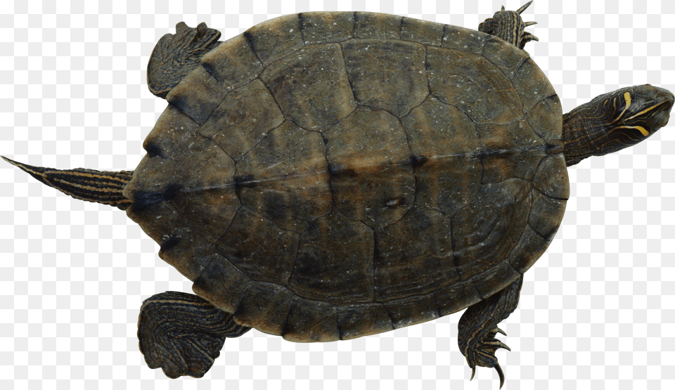 Turtle, Pc, Laptop, Computer, Electronics Free Png