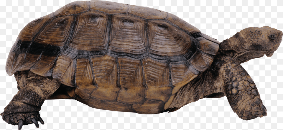 Turtle, Animal, Reptile, Sea Life, Tortoise Png Image