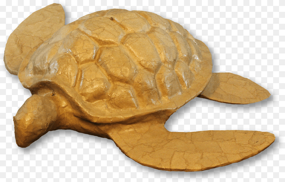 Turtle Adult Urn, Animal, Reptile, Sea Life, Tortoise Free Png Download