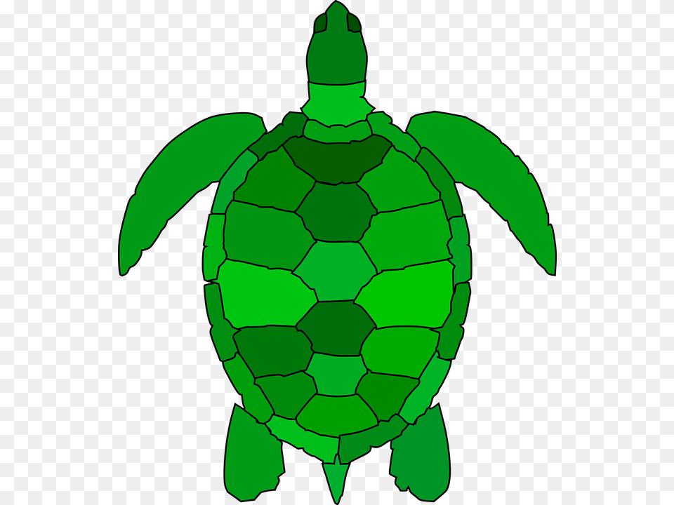 Turtle Animal Reptile Water Green Ocean Shell Sea Turtle Shell Cartoon, Sea Turtle, Sea Life, Person, Man Png Image