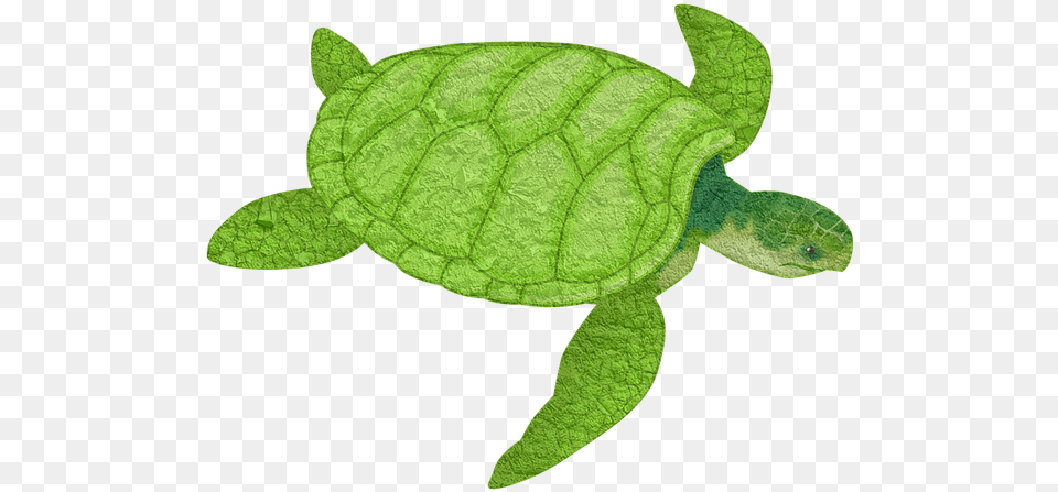 Turtle Animal Sea Animal Tortoise Slow Turtles Transparent Background Sea Turtle, Reptile, Sea Life, Sea Turtle Free Png