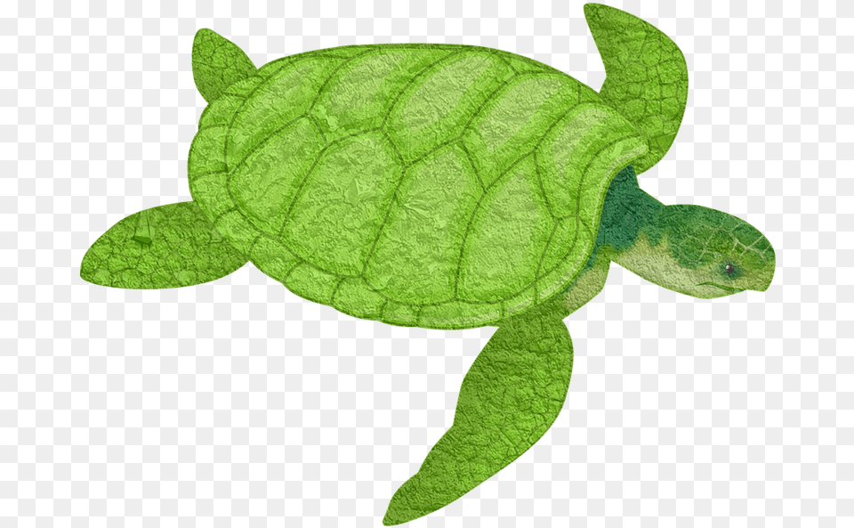 Turtle Animal Sea Image On Pixabay Sea Turtle Clip Art, Reptile, Sea Life, Tortoise, Sea Turtle Free Png Download