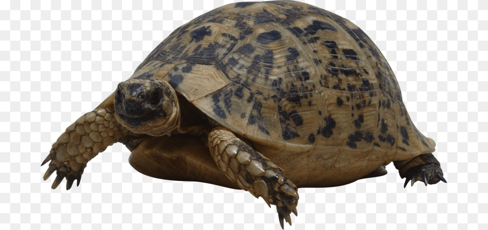 Turtle Background Transparent Turtle, Animal, Reptile, Sea Life, Tortoise Free Png Download