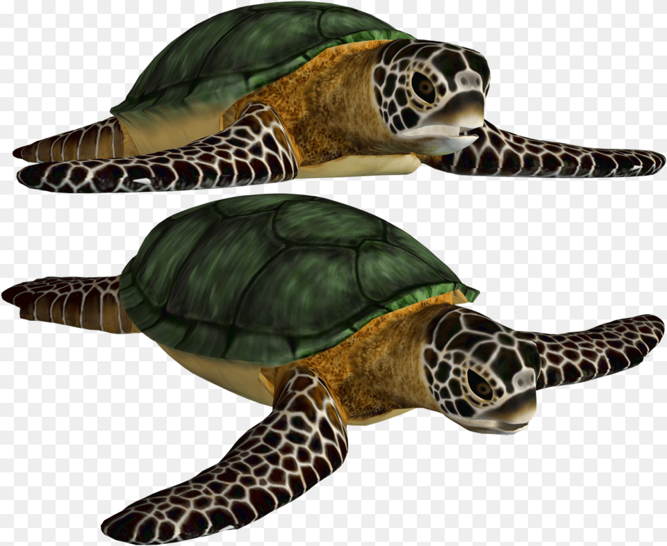 Turtle Best Clipart Fish Sea Turtles, Animal, Reptile, Sea Life, Sea Turtle Png