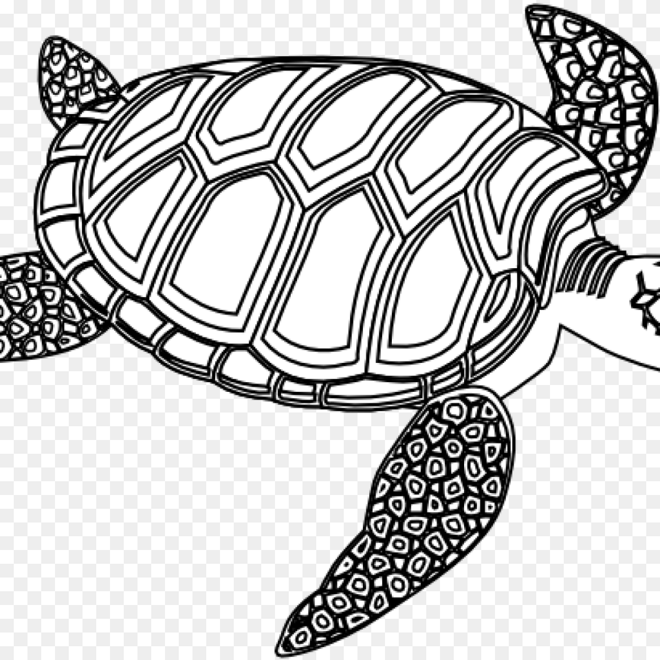 Turtle Black And White Clipart Clipart Download, Animal, Reptile, Sea Life, Tortoise Free Png