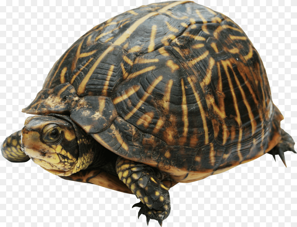 Turtle Box Turtle, Animal, Box Turtle, Reptile, Sea Life Free Transparent Png