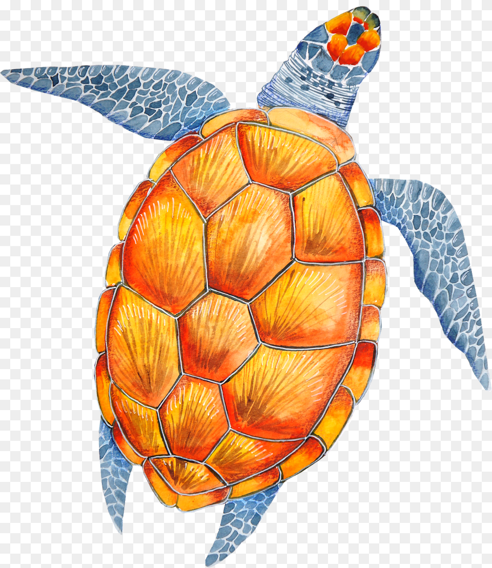 Turtle Cartoon, Animal, Reptile, Sea Life, Sea Turtle Free Png Download