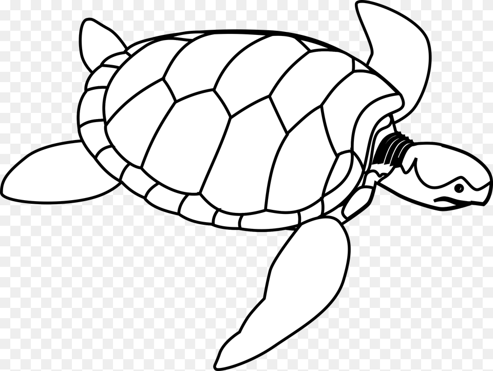 Turtle Clip Art, Animal, Reptile, Sea Life, Tortoise Png