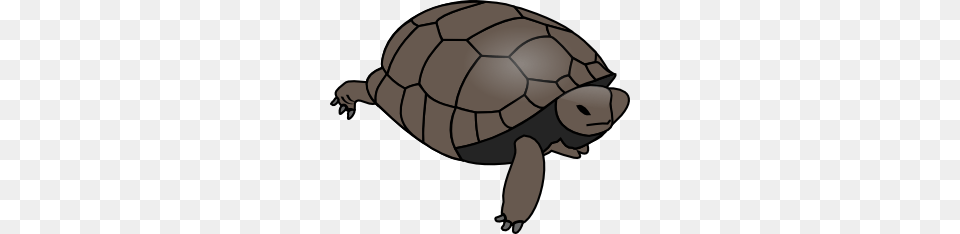 Turtle Clip Art, Animal, Reptile, Sea Life, Tortoise Png Image