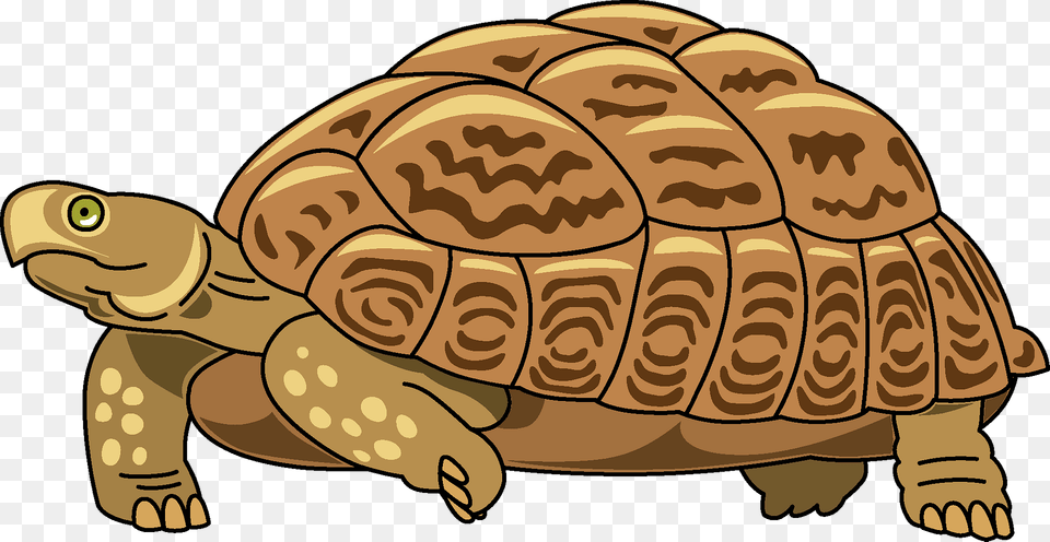 Turtle Clipart, Animal, Reptile, Sea Life, Tortoise Png