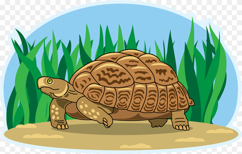 Turtle Clipart, Animal, Reptile, Sea Life, Tortoise Free Transparent Png