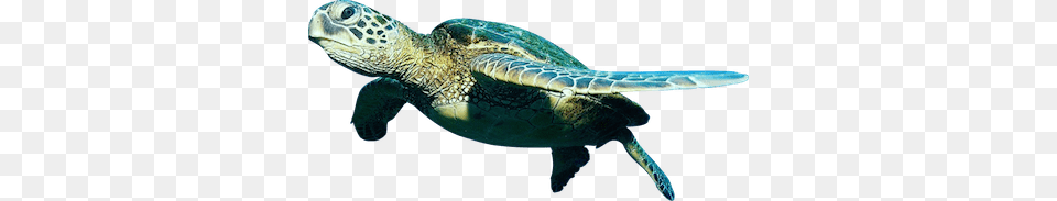 Turtle Close Up, Animal, Reptile, Sea Life, Sea Turtle Free Png